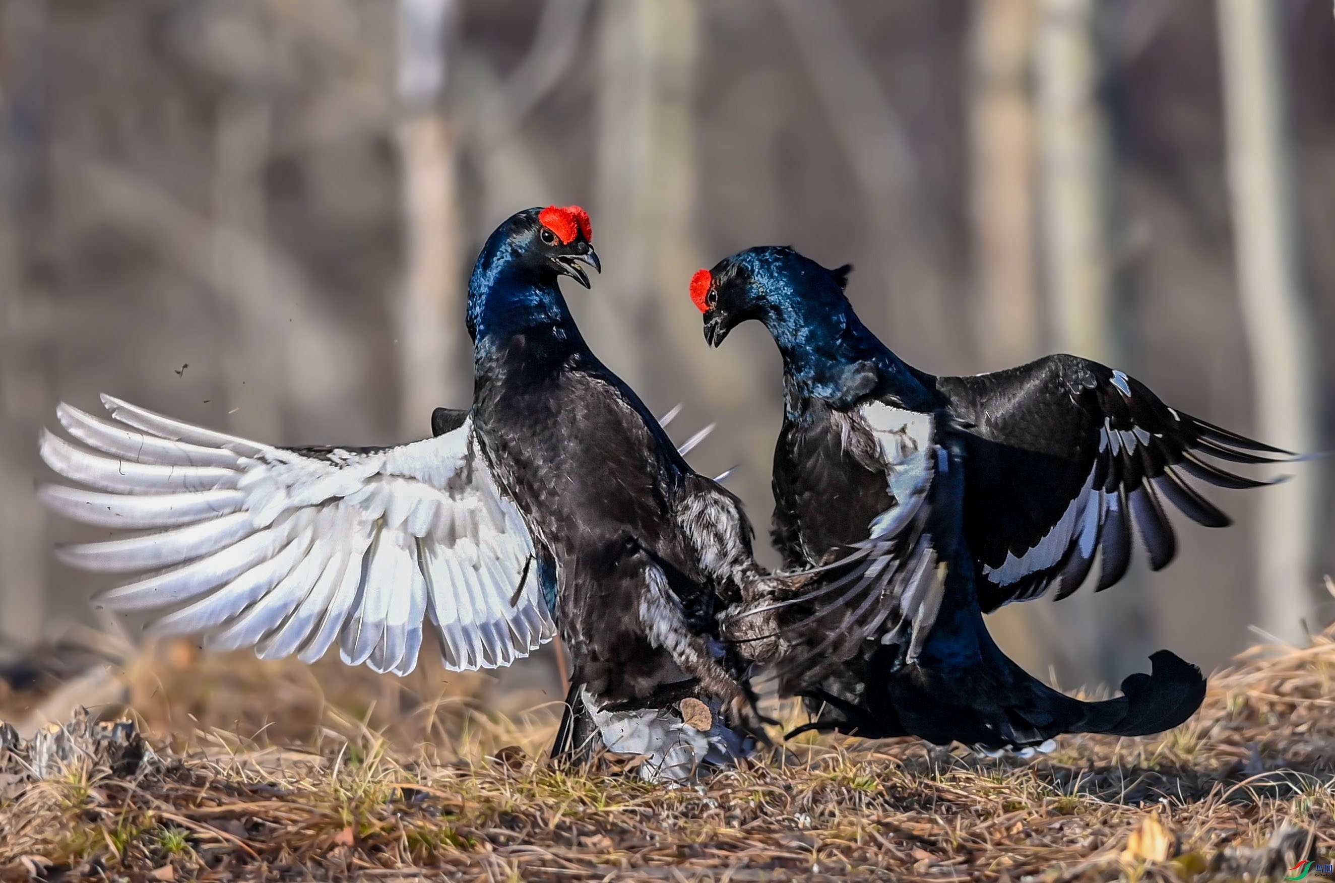 白桦林中的鸡战