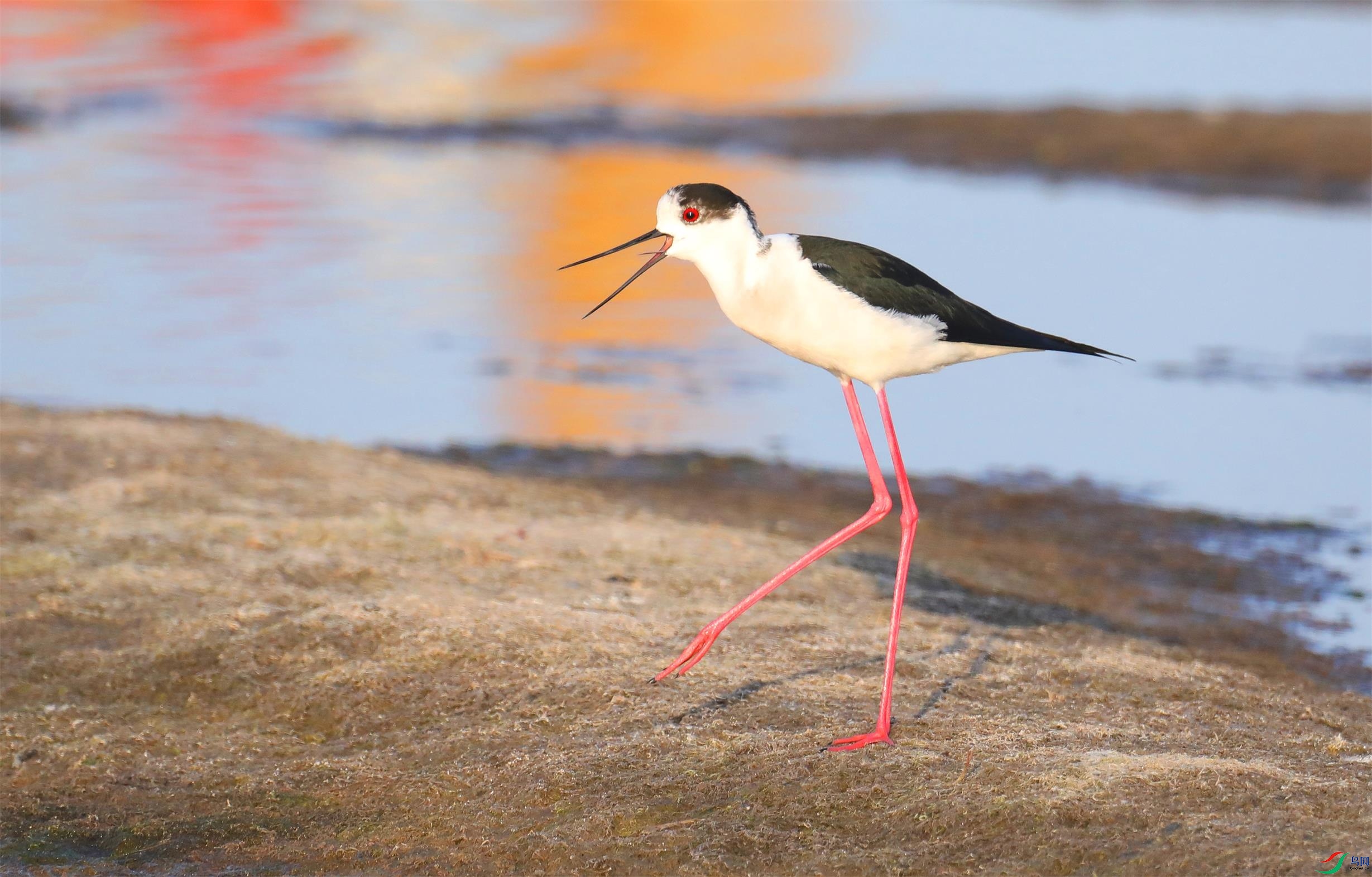 �ڳ᳤����