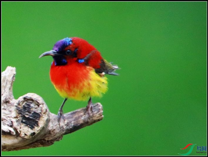 ����̫����