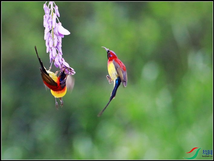 ����̫����