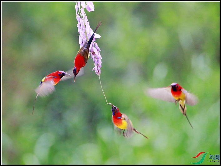 ����̫����