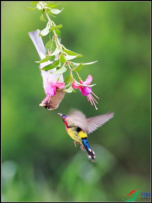 ����̫����