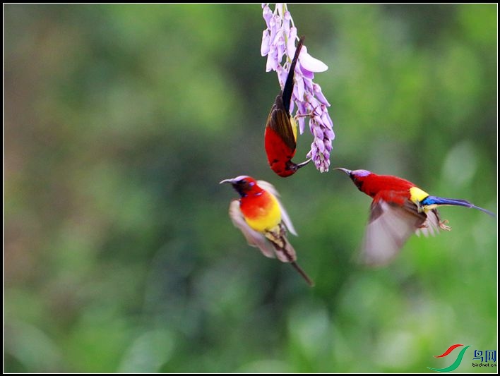 ����̫����