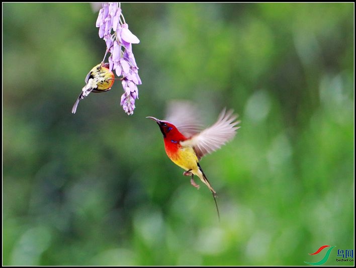 ����̫����