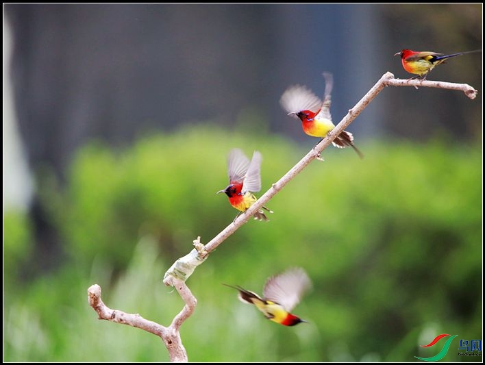 ����̫����