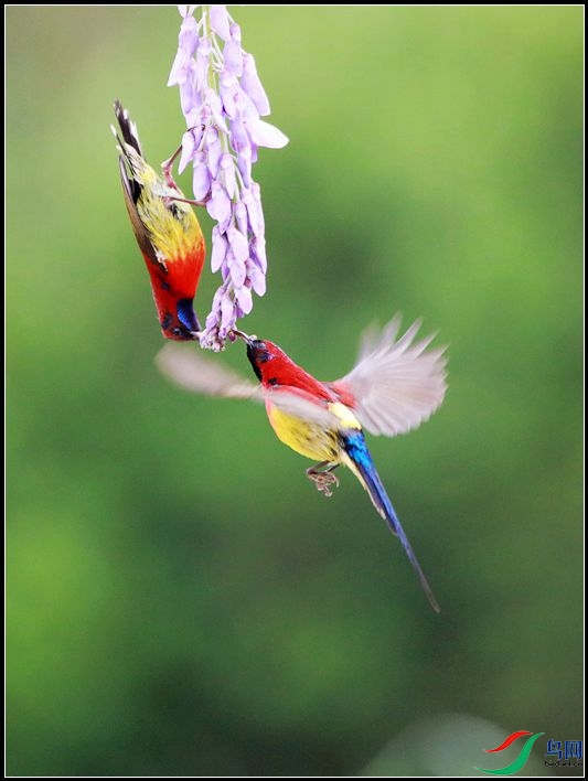 ����̫����