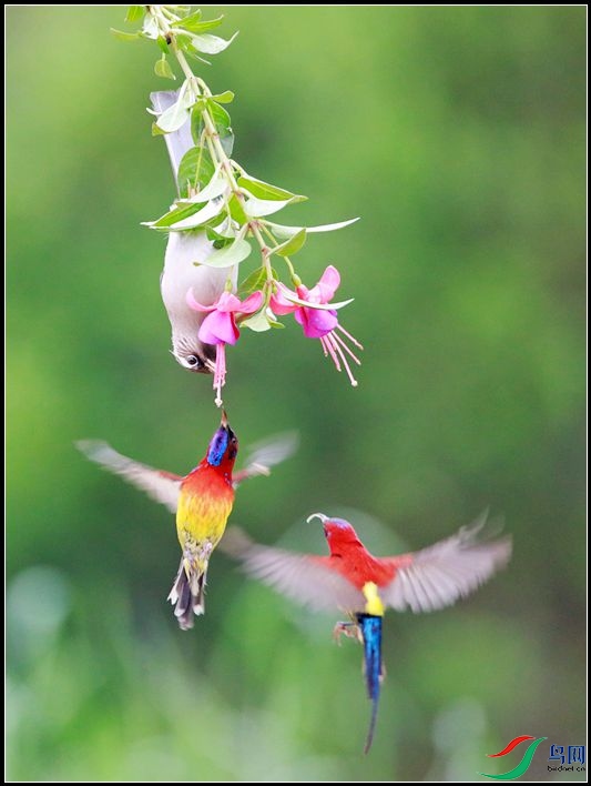 ����̫����