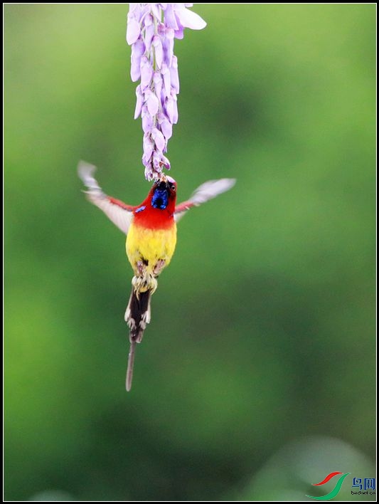 ����̫����