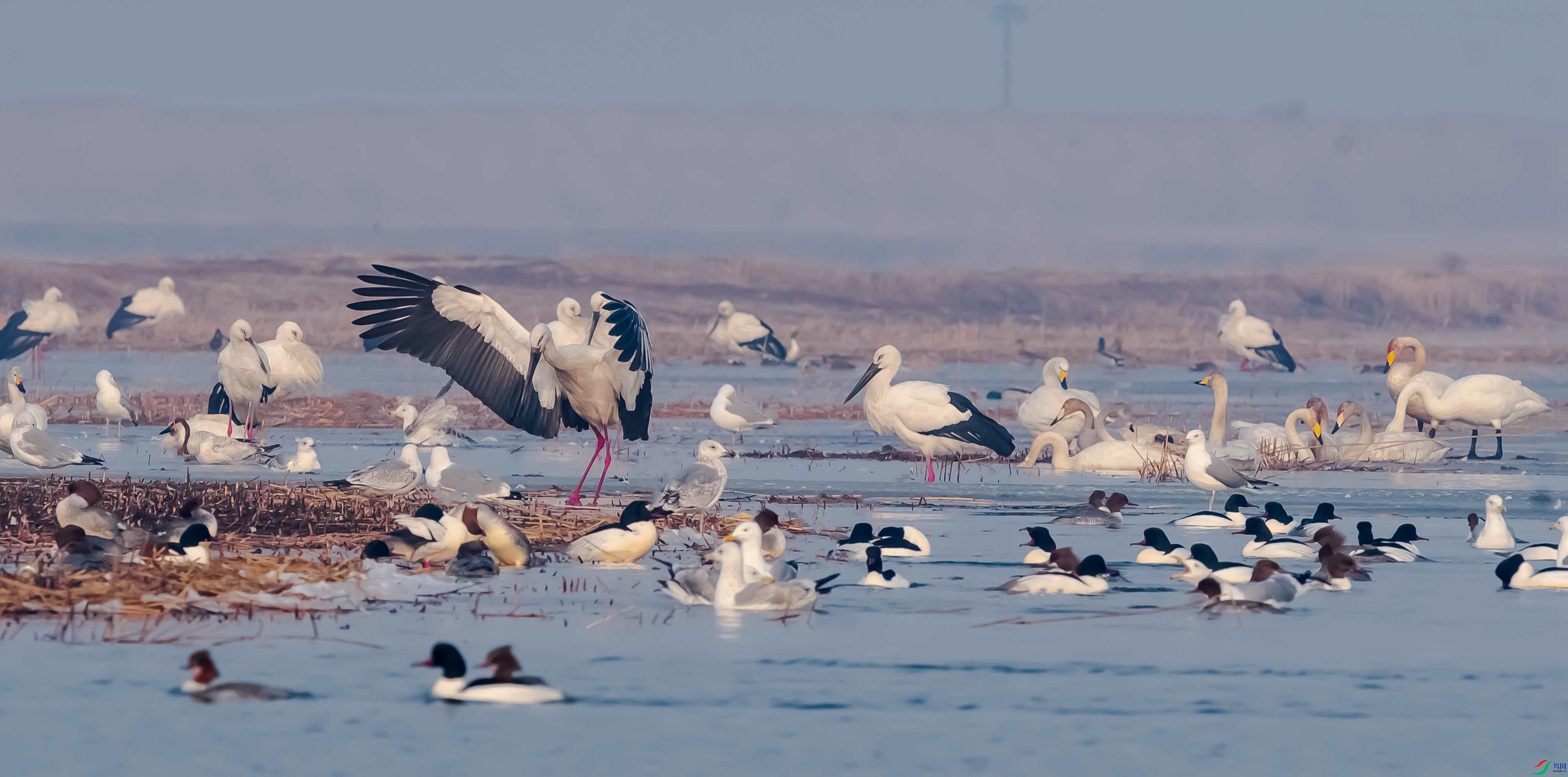 DSC_9290_����.jpg