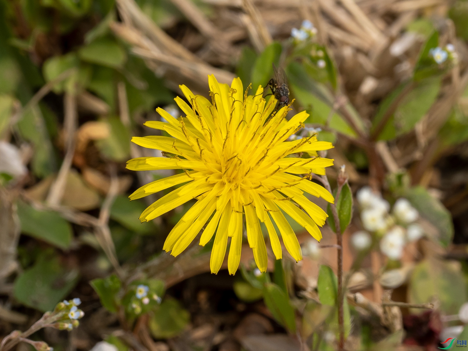 ��Ӭ���ƻ�