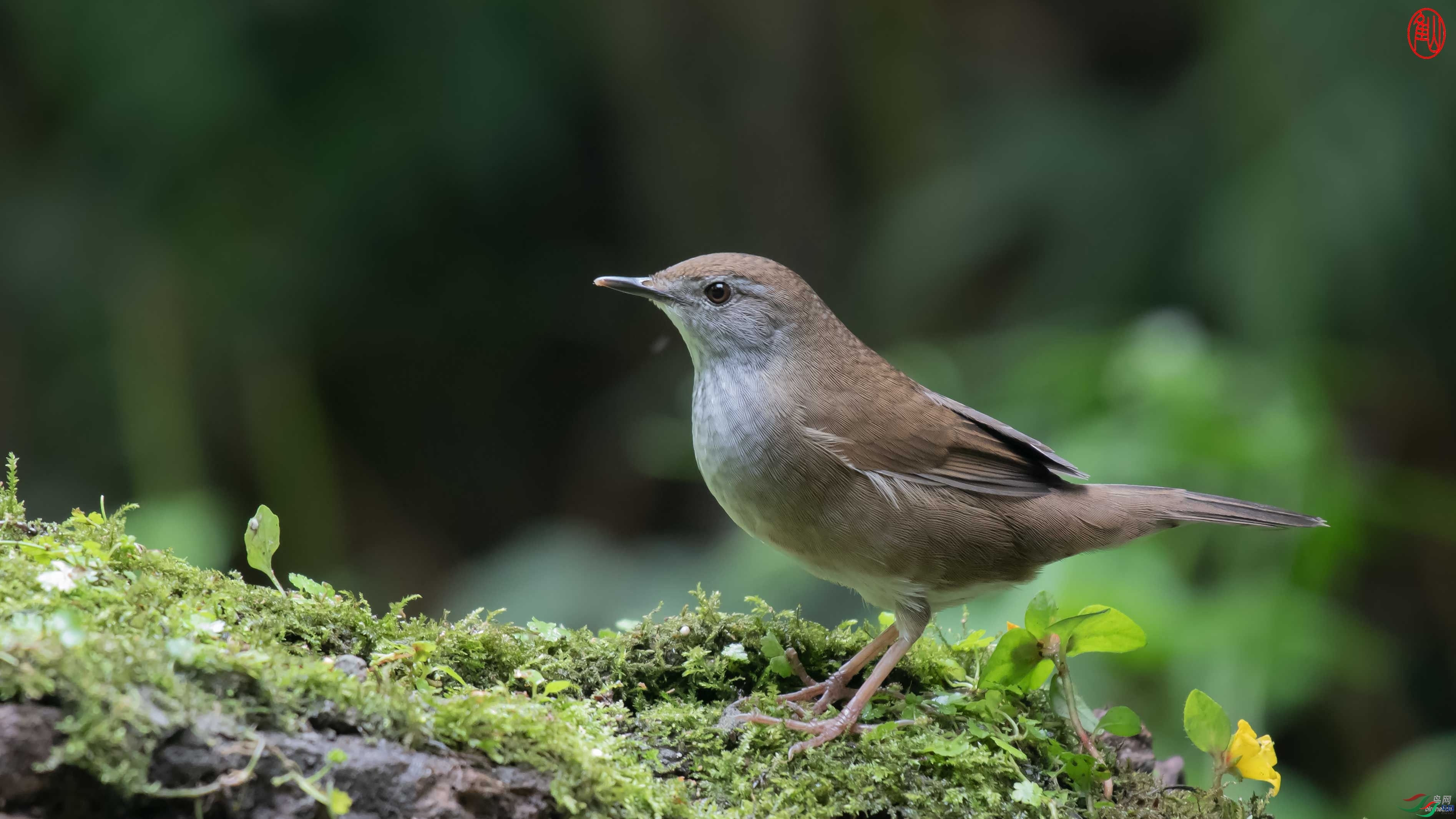 ɽ��  ��ʦ������.jpg