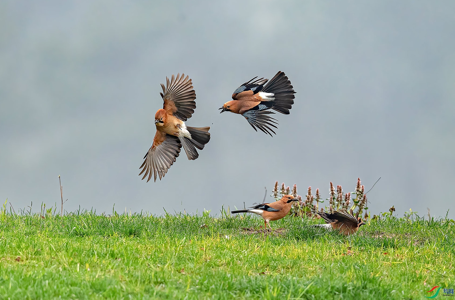 DSC_1479-1.jpg