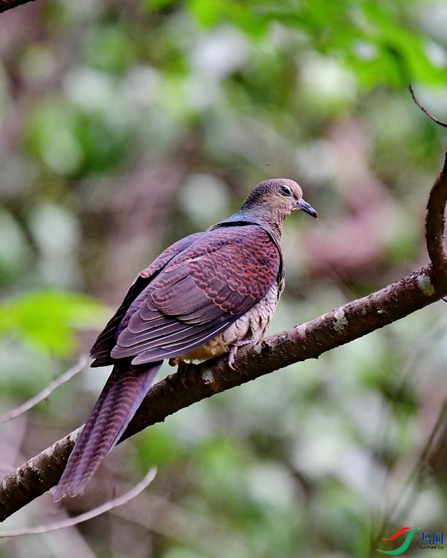DSC_1525a.JPG