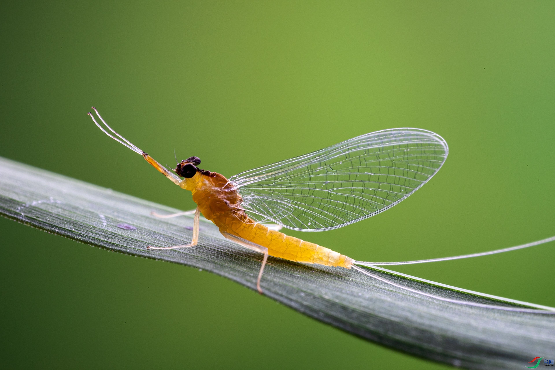 蜉蝣贺获首页精华
