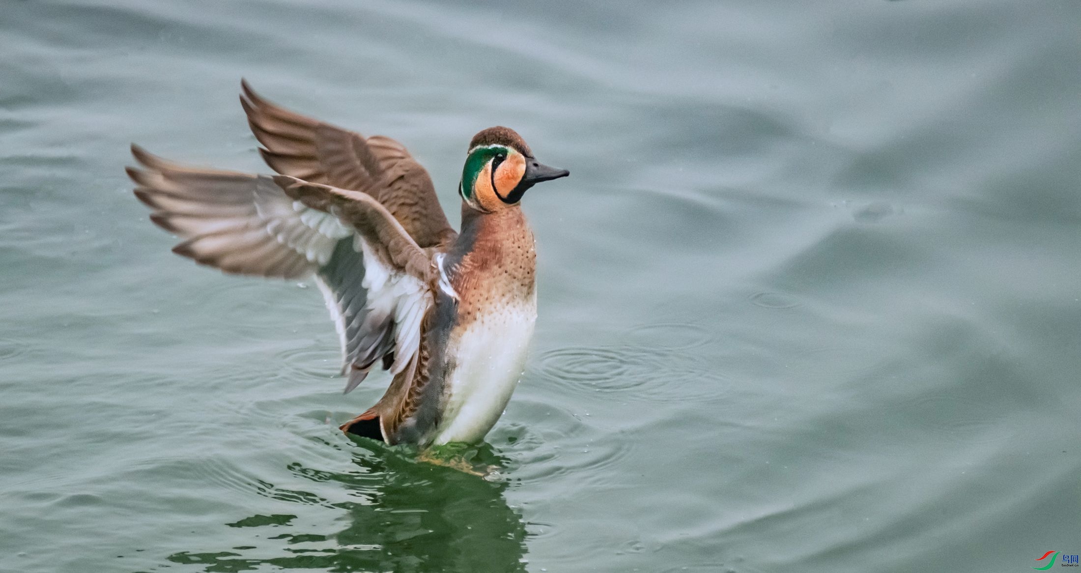 ����չ��