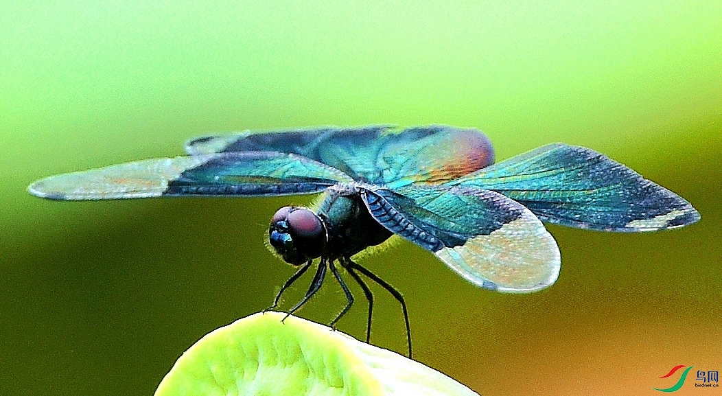 DSC_7633_����.jpg