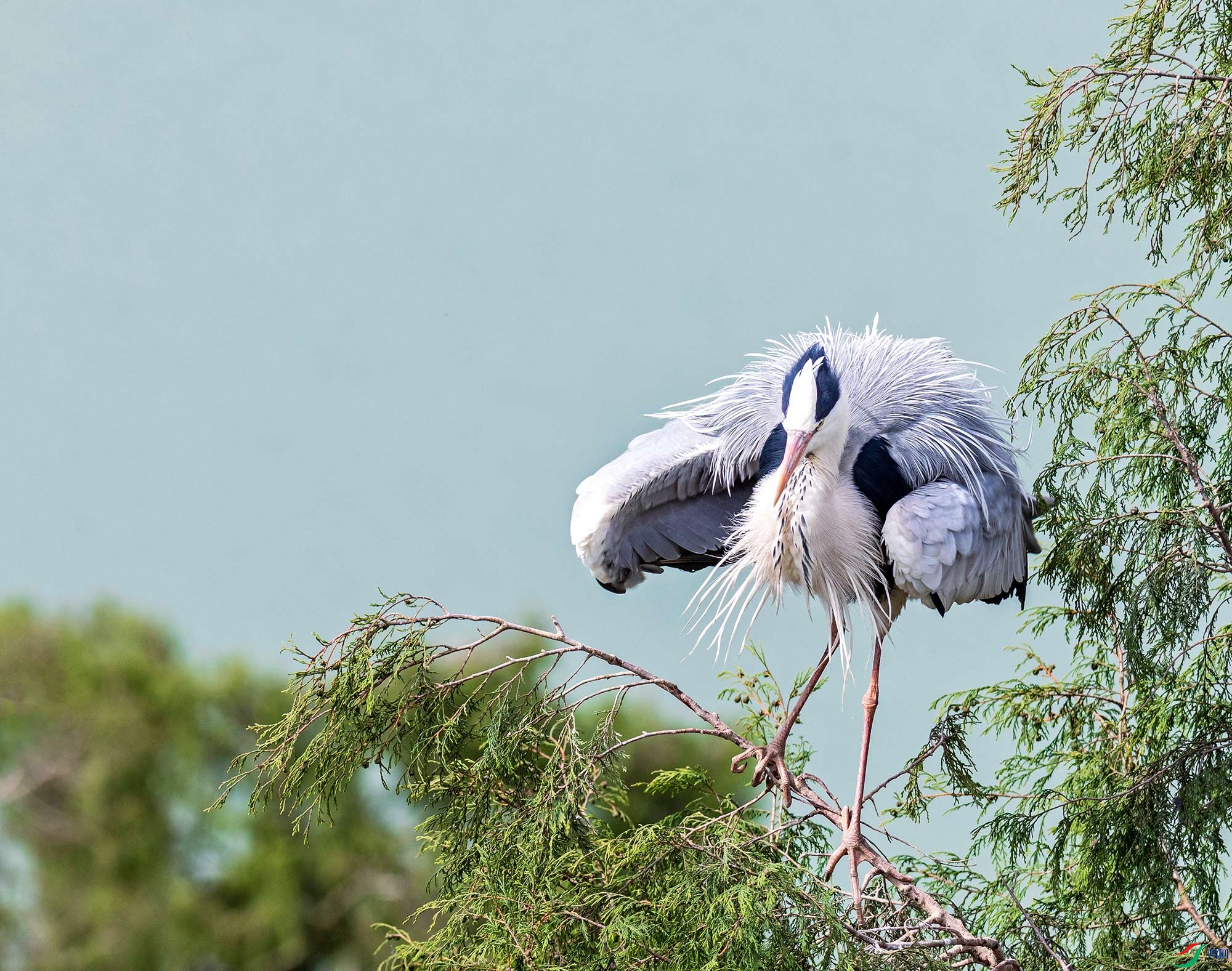 秀秀繁殖羽苍鹭