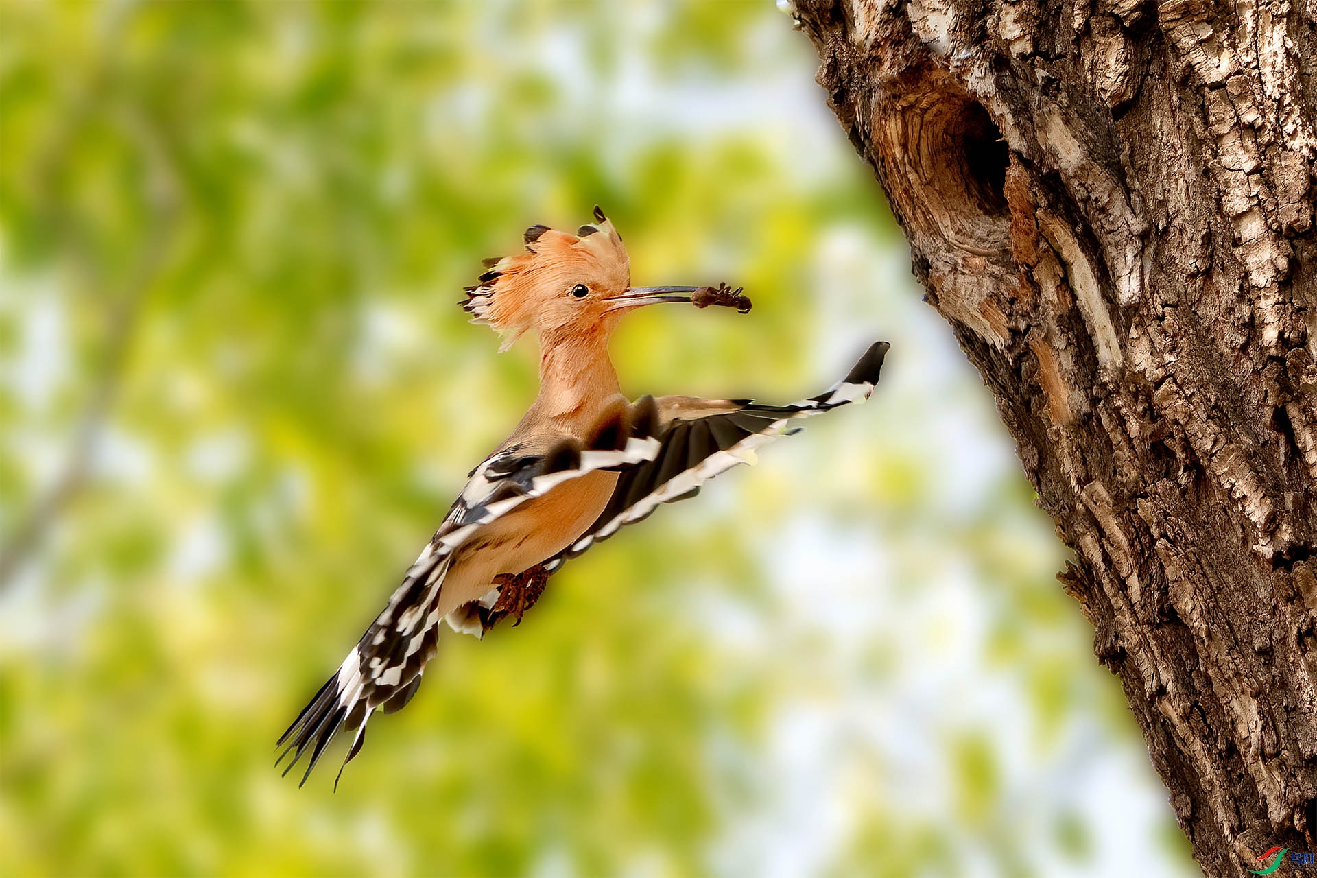 _DSC6522-9.jpg