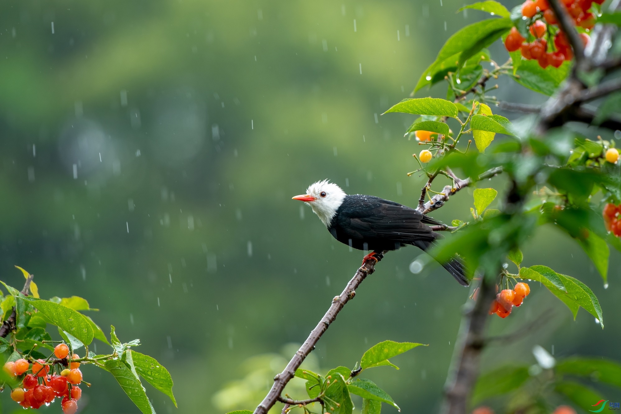 《听雨图》