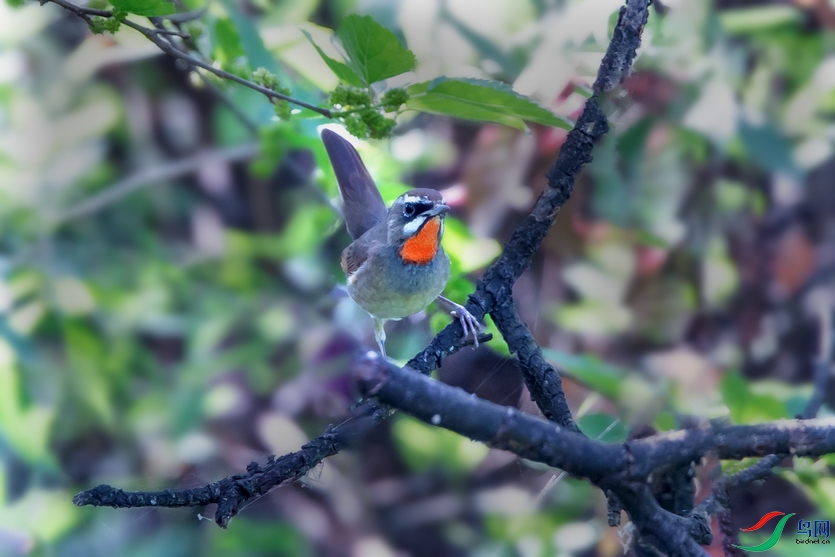 DSC_7789a.jpg