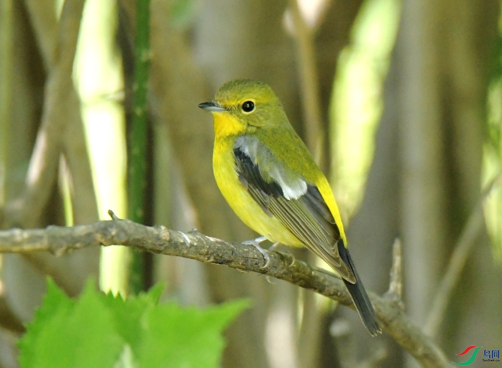 MYG_0081.JPG