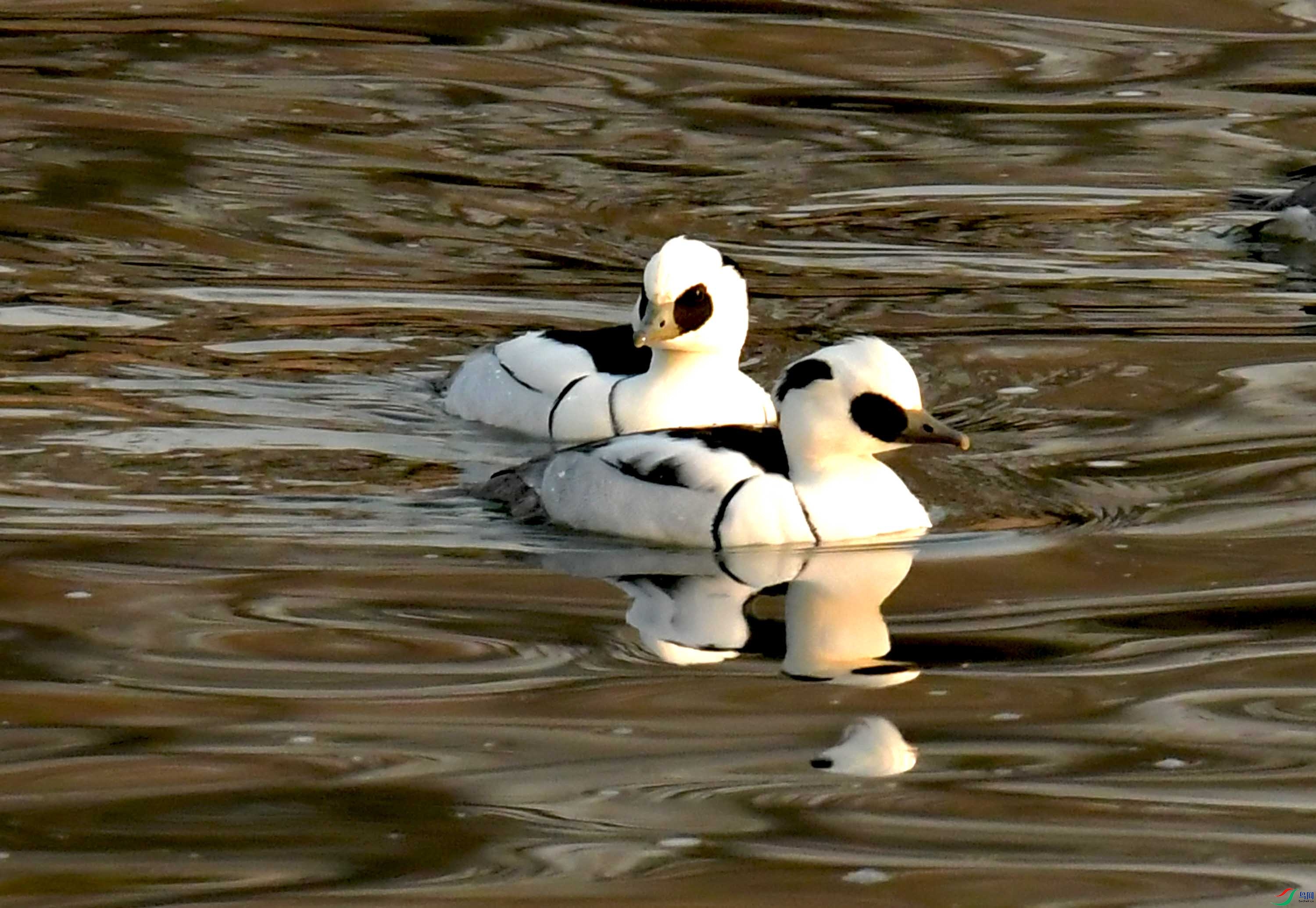 温榆河上的成对的白秋沙鸭(摄于北京)