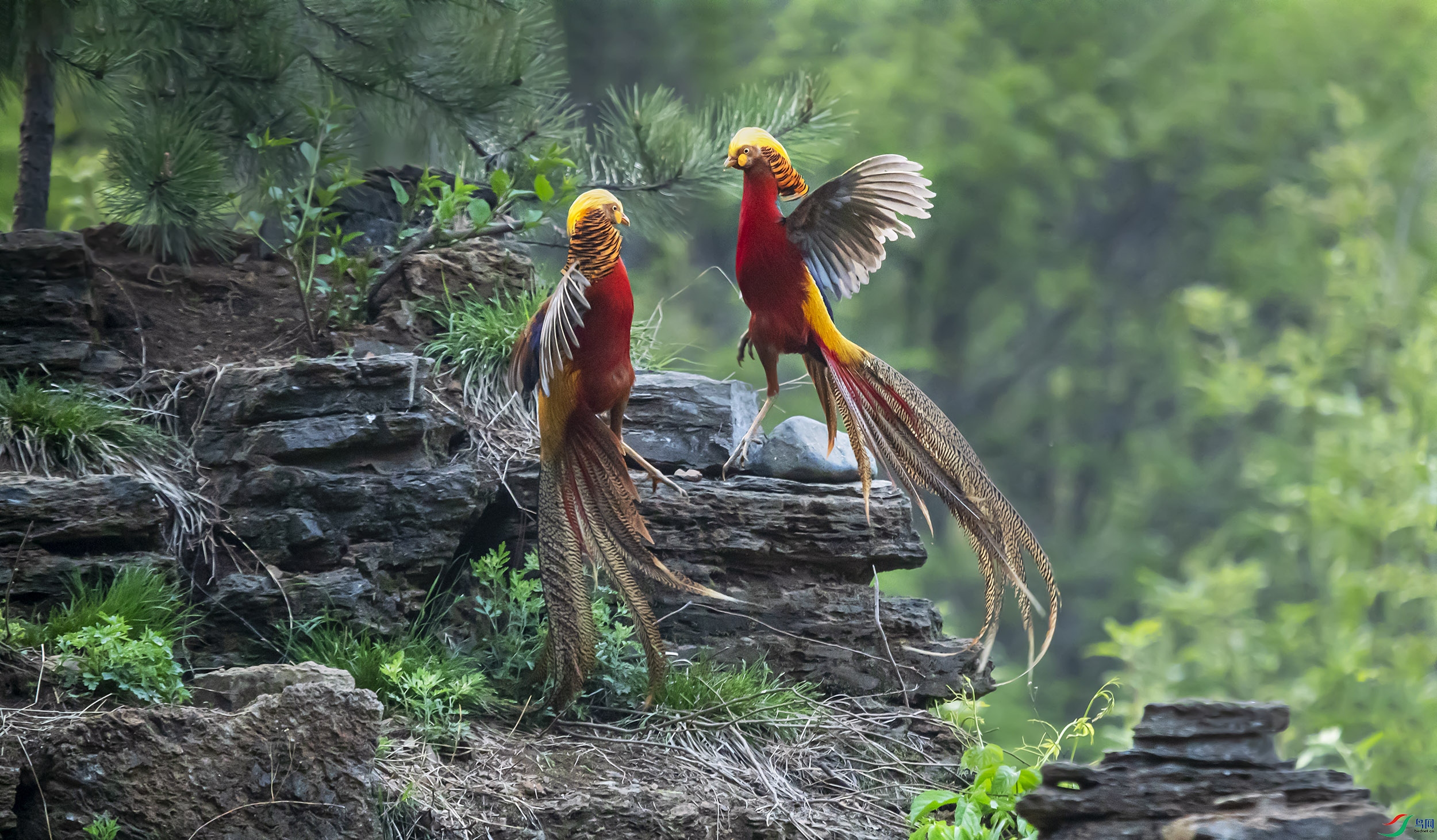 早安中国鸟网宁夏版――――红腹锦鸡
