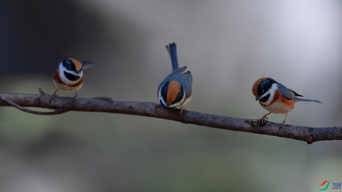 DSC_8200_DxOa.jpg