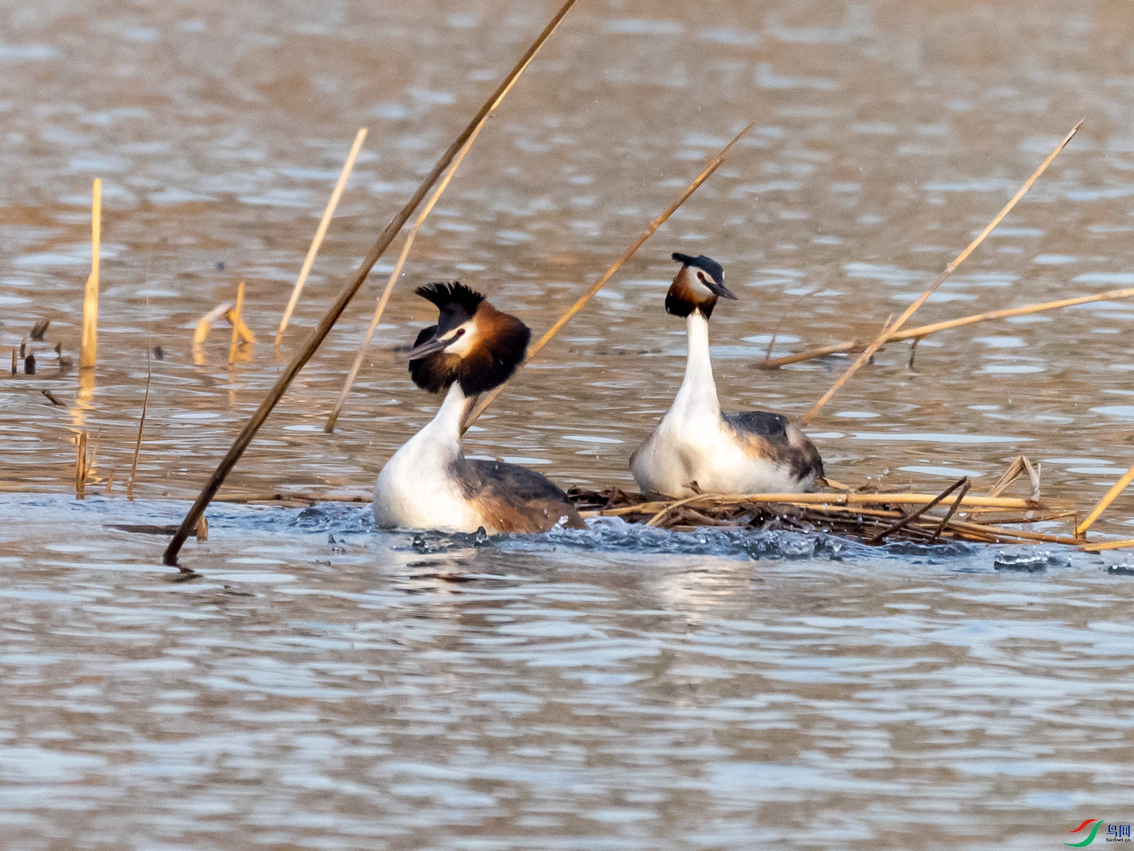 ��ͷ���f����������