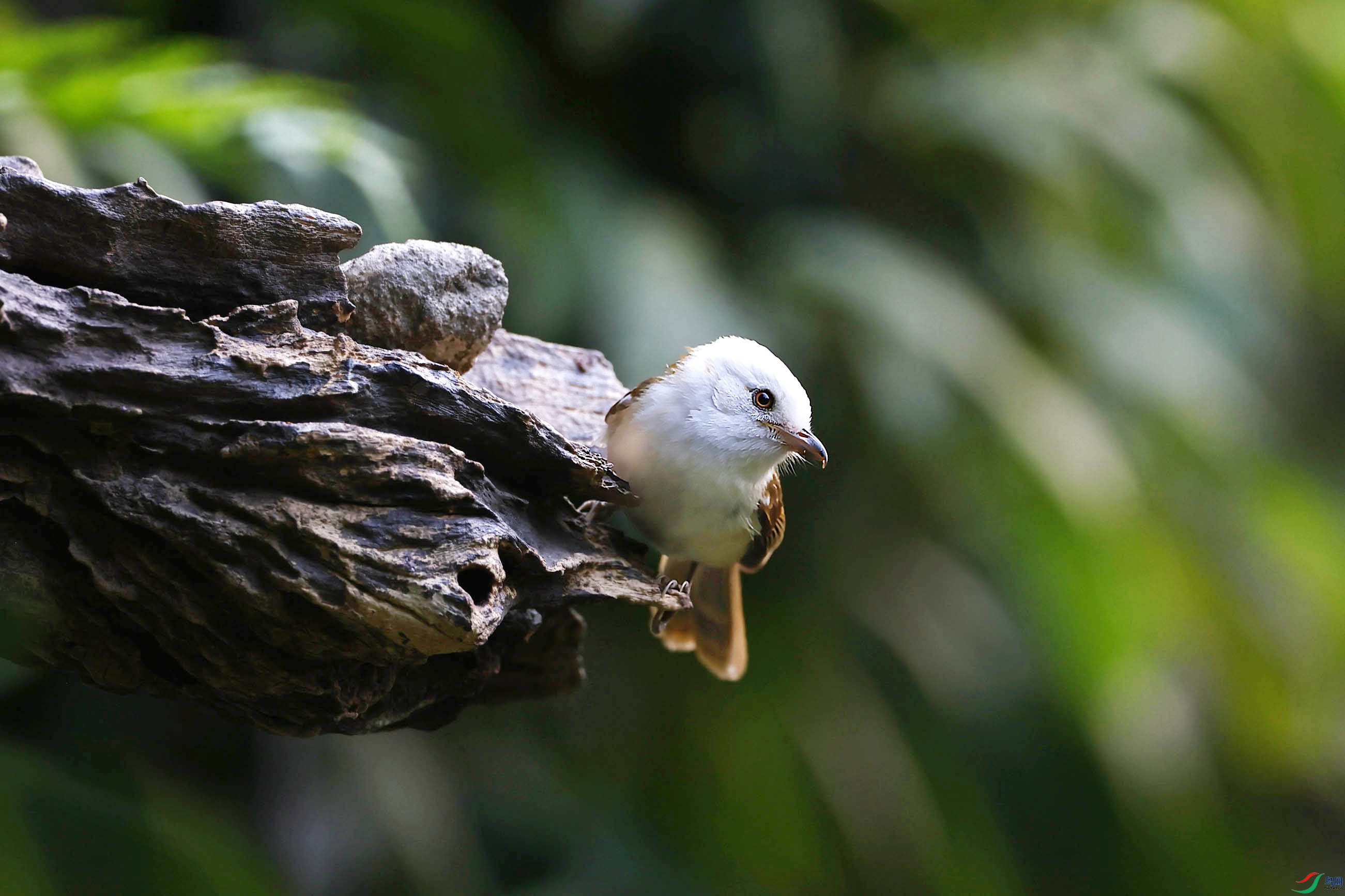 近拍白头鵙鹛雄鸟