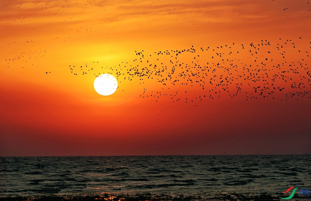 鸟浪来袭营口海滩