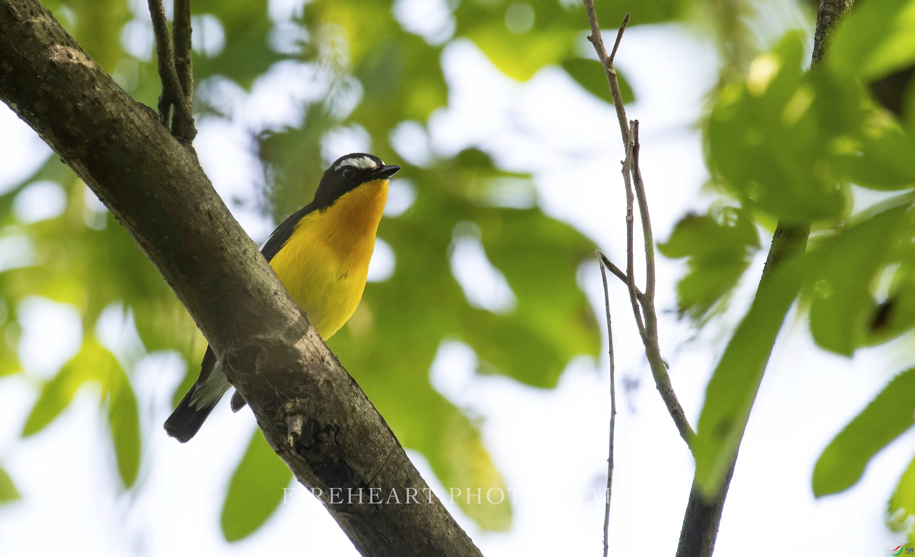 DSC_4515-DeNoiseAI-denoise.jpg