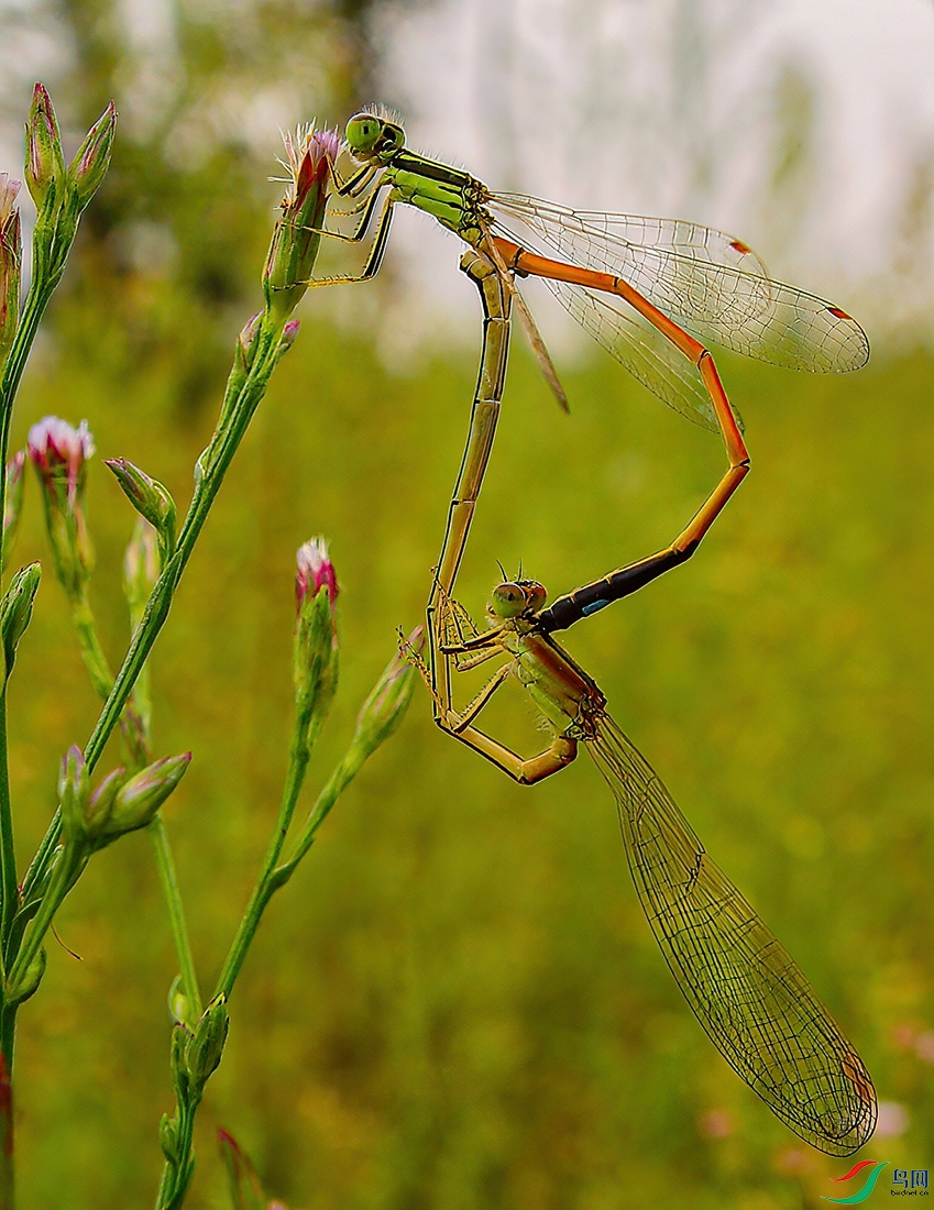 DSC04800DL.jpg