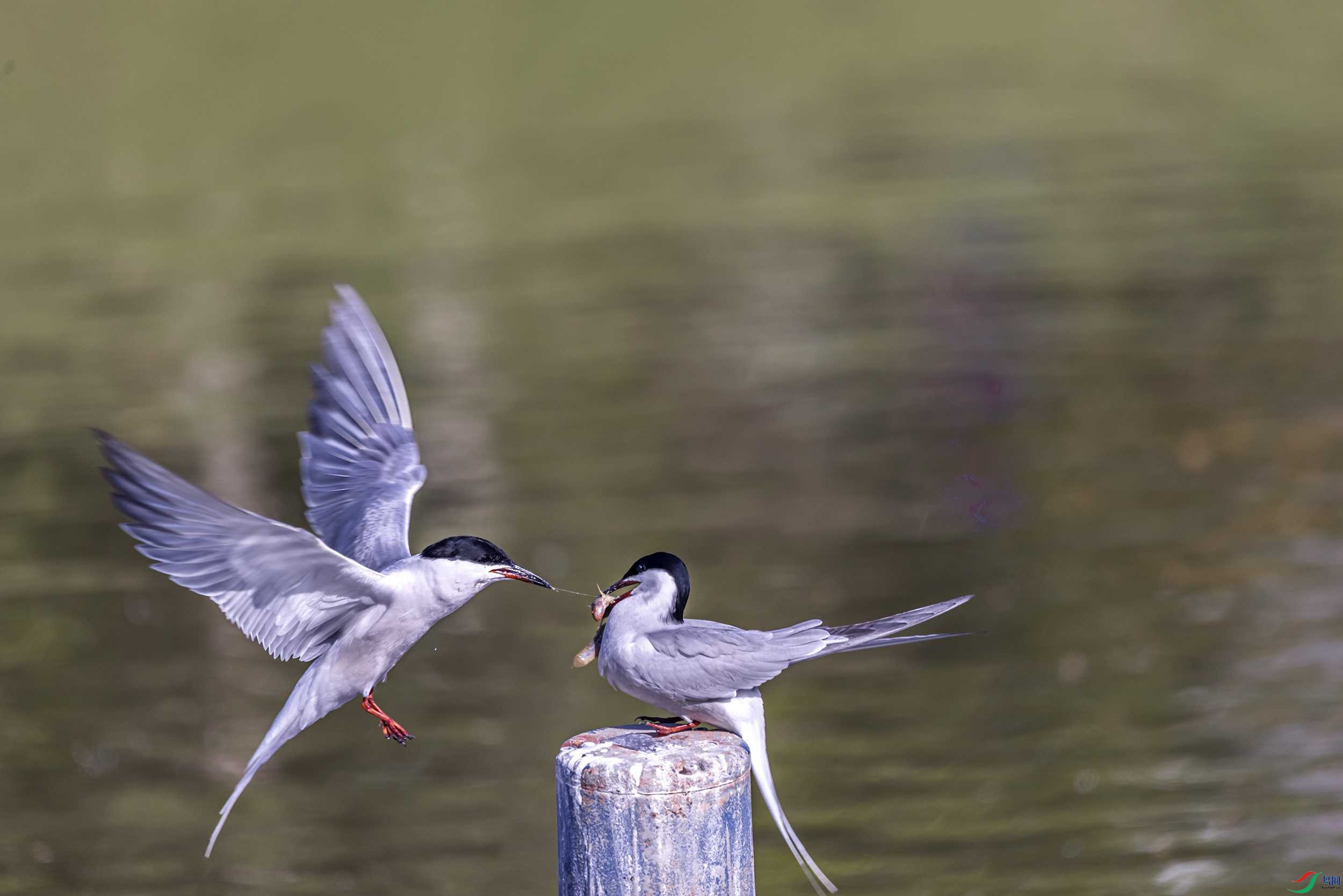 _78A9059 ����.jpg