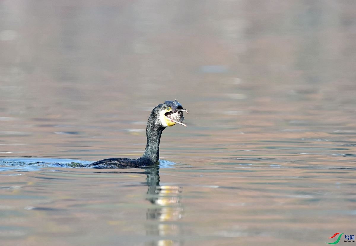 DSC_2566_����.jpg