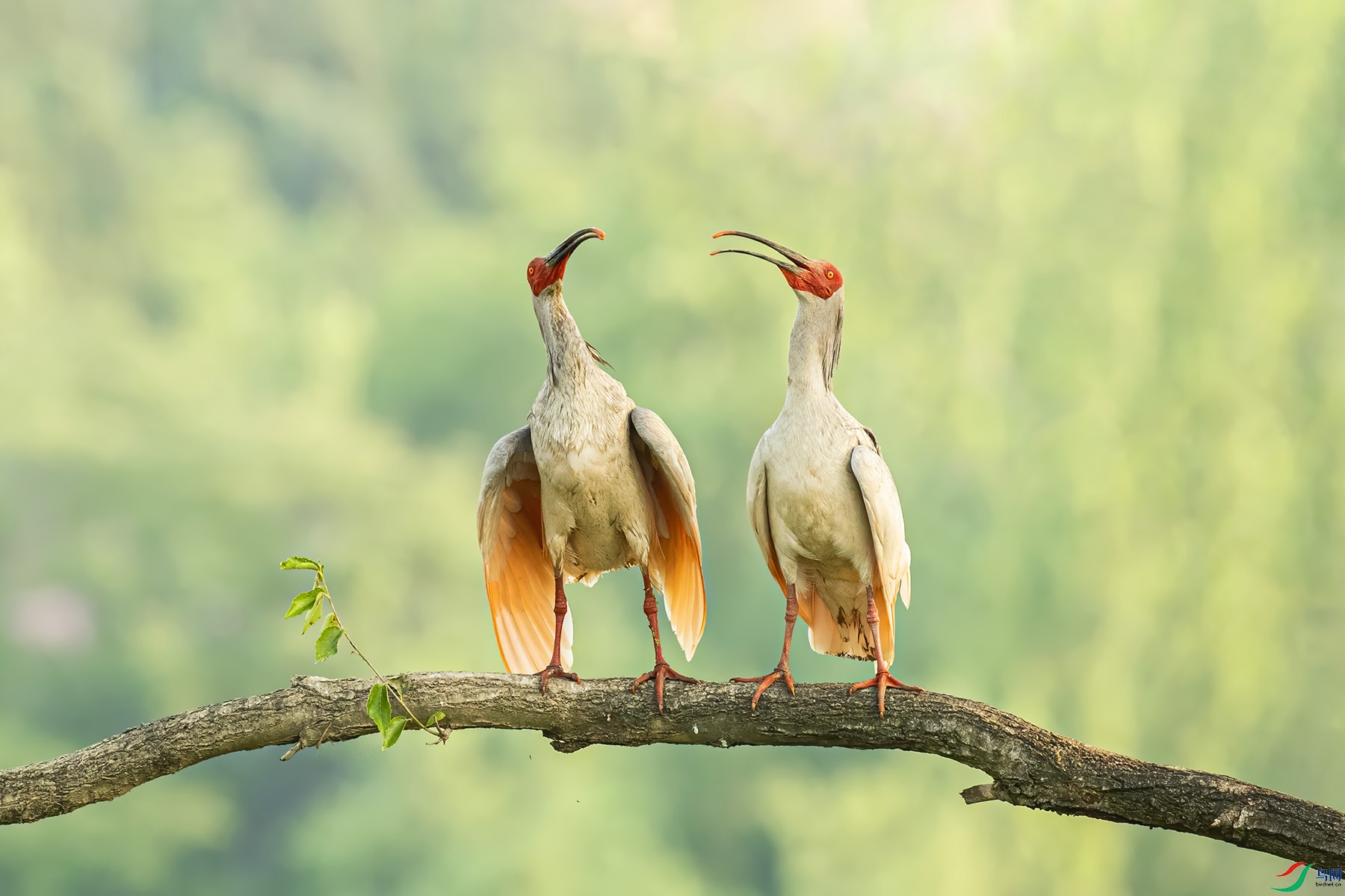 恋祝贺首页精华