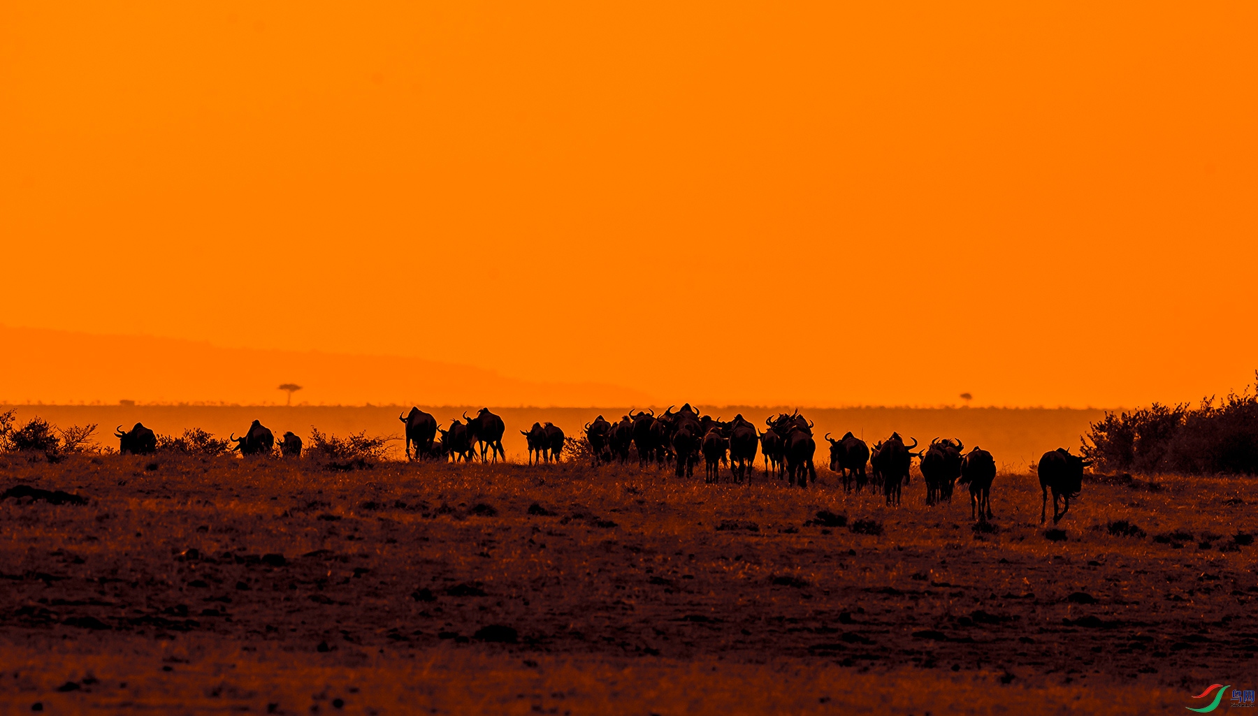 非洲的马赛马拉草原祝贺流光溢彩老师荣获首页综合精华