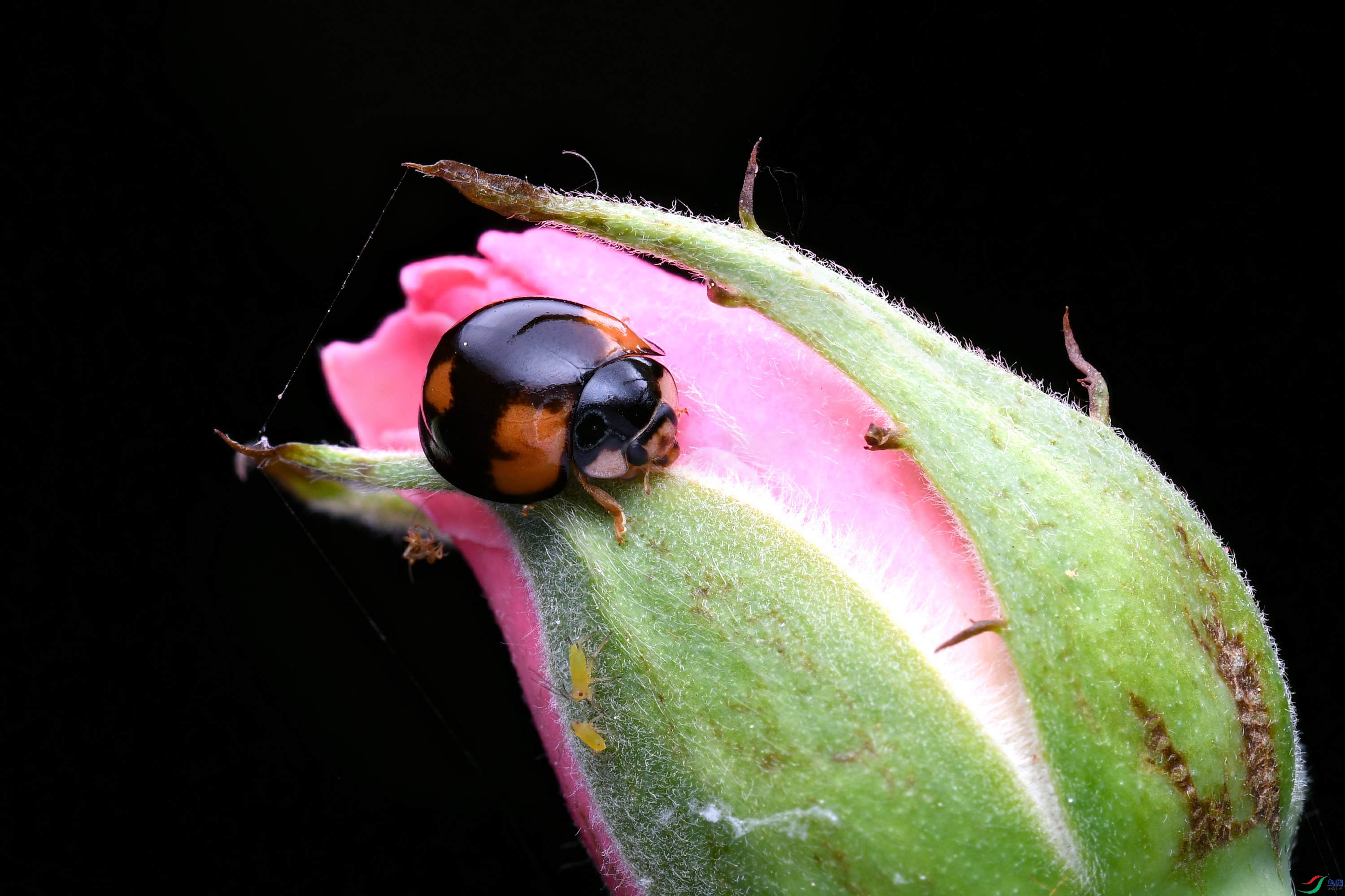 2021-05-02 20-08-27 (B,Radius8,Smoothing4)-1_����.jpg