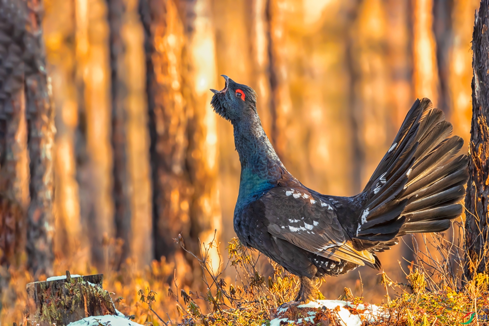 晨光中的松鸡(祝贺老师佳作荣获首页精华)