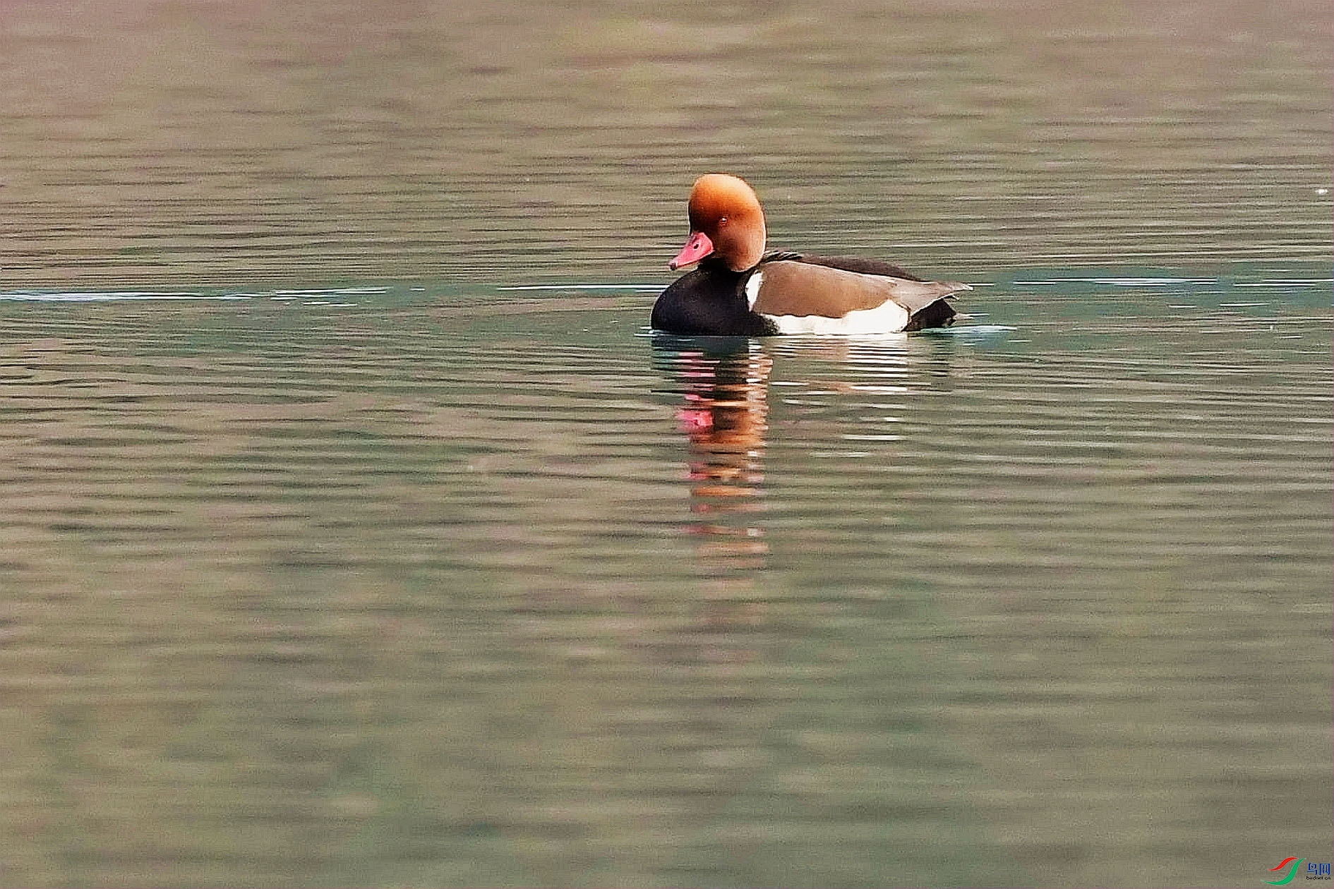 DSC_0905_����.jpg