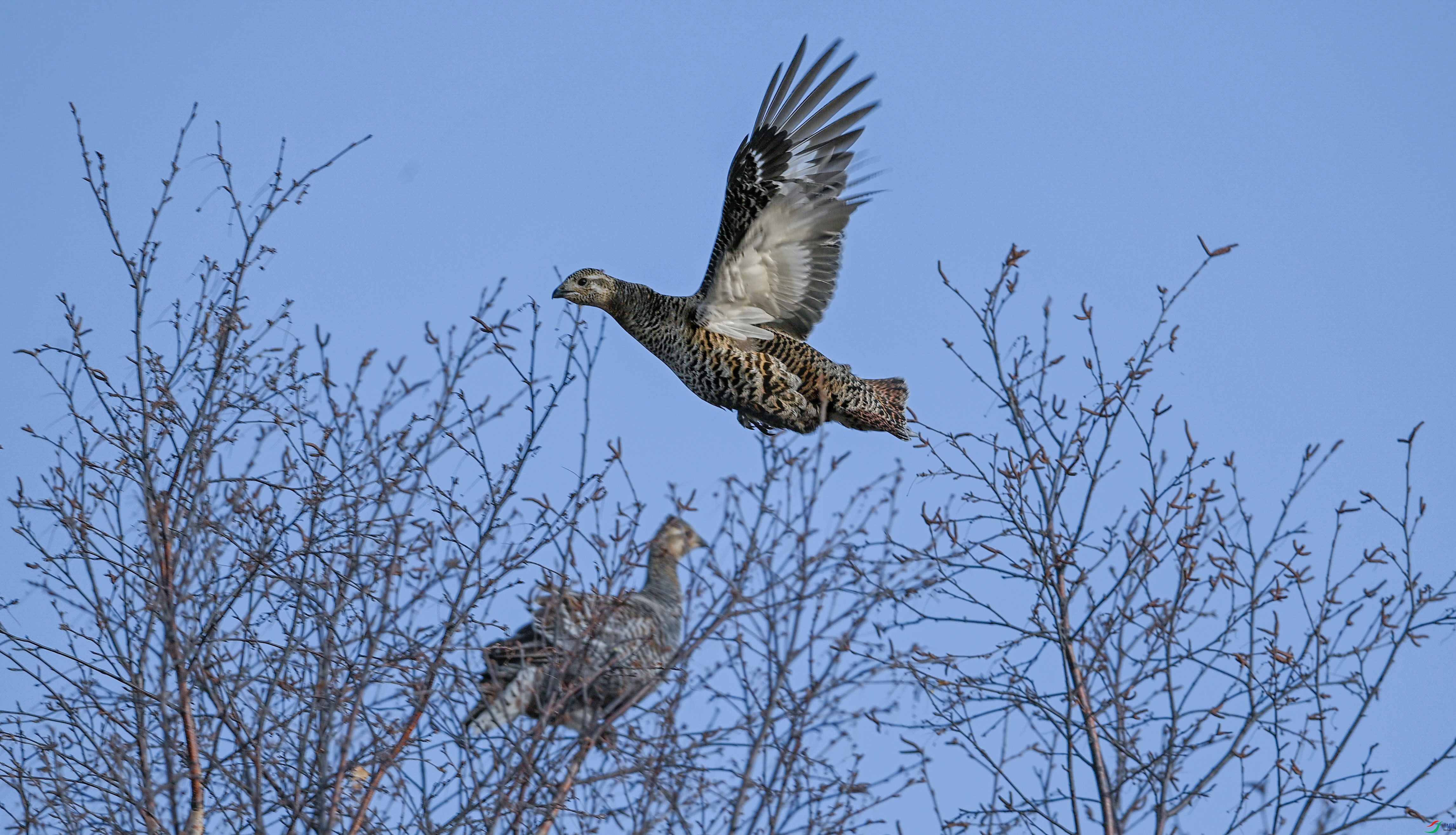 ���ټ��ơ�