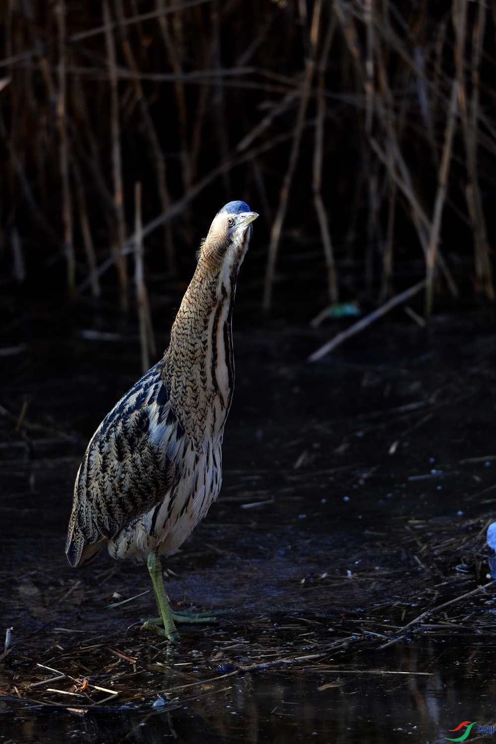 DSC_0251.jpg