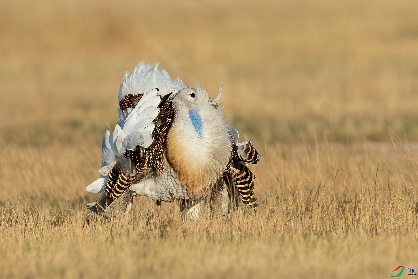 翻花(大鸨). (恭贺老师佳作荣获首页精华!