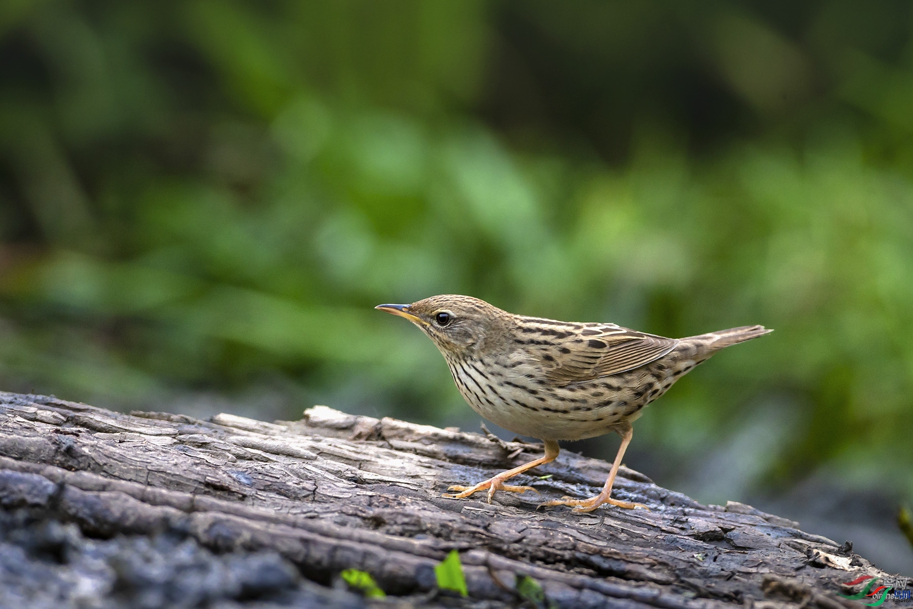 С��  ��ʦ�����ںӱ�ʡ��ɽ��.jpg