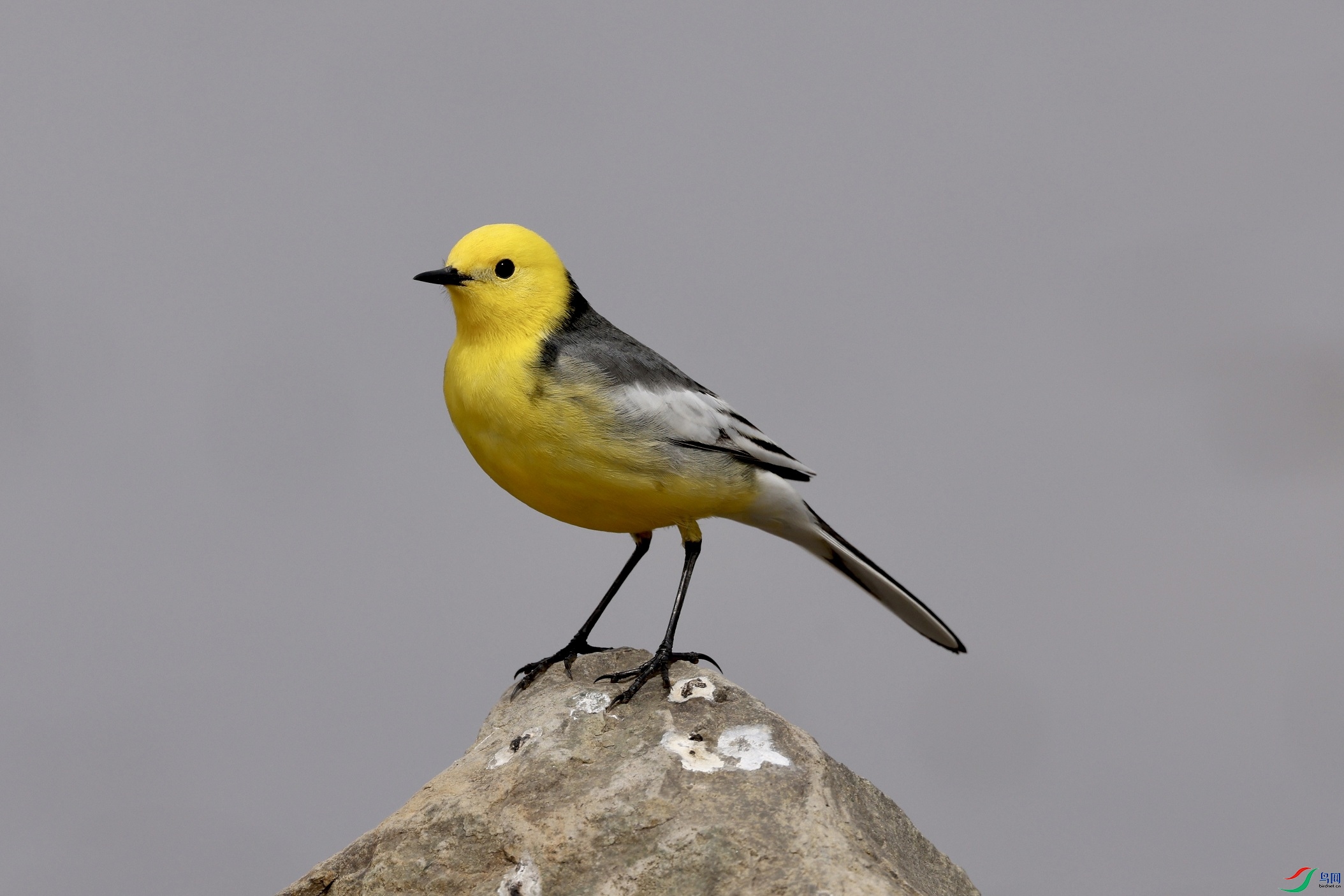 [水鸟] 漂亮的黄头鹡 