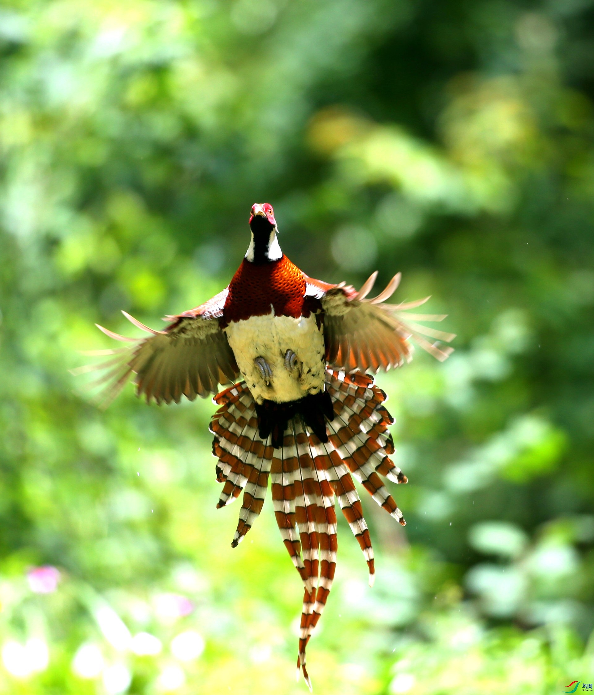 �׾���β��