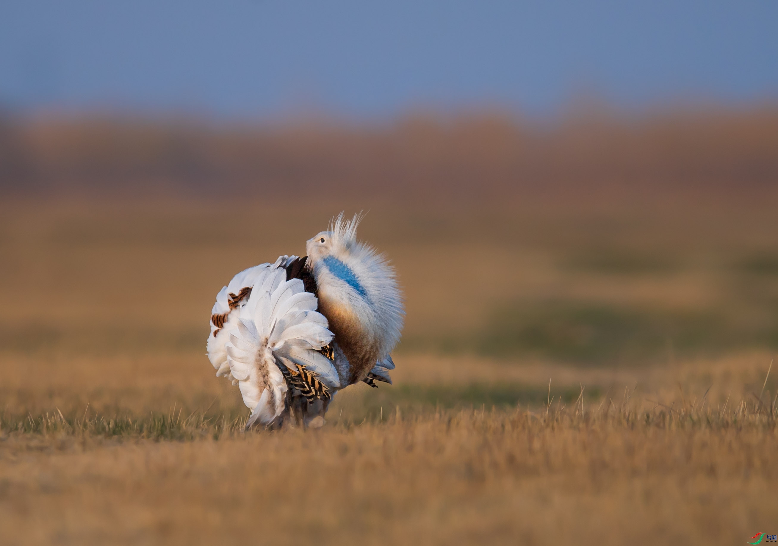 《大宝明天见啊,大鸨天天见!》