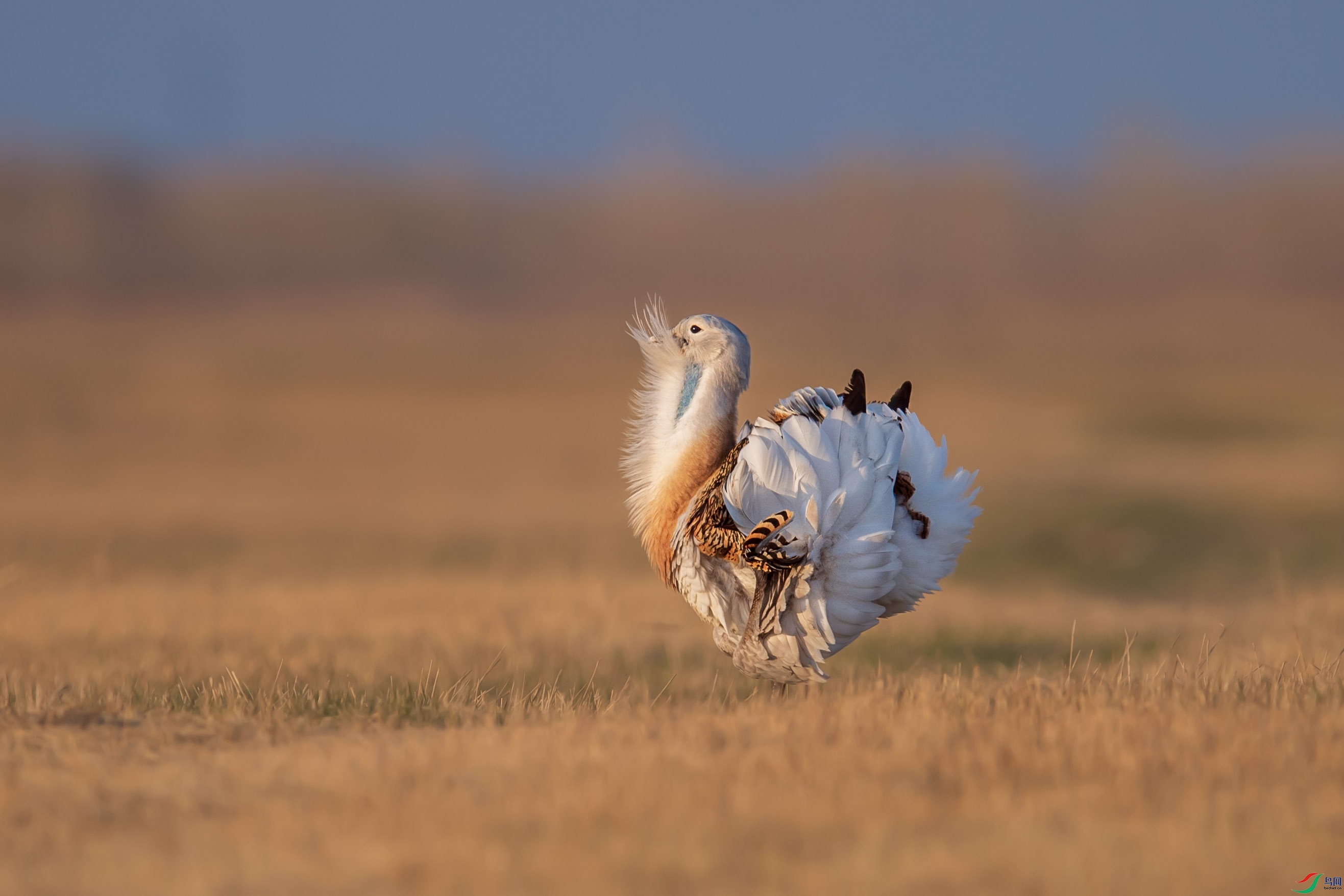 大宝明天见啊大鸨天天见