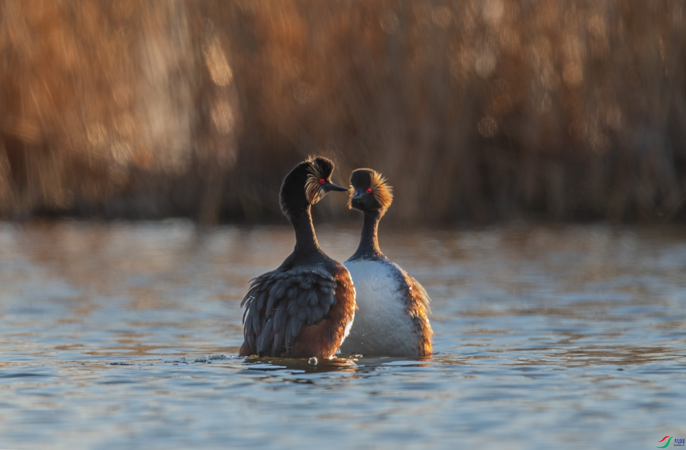 《心灵的碰撞》