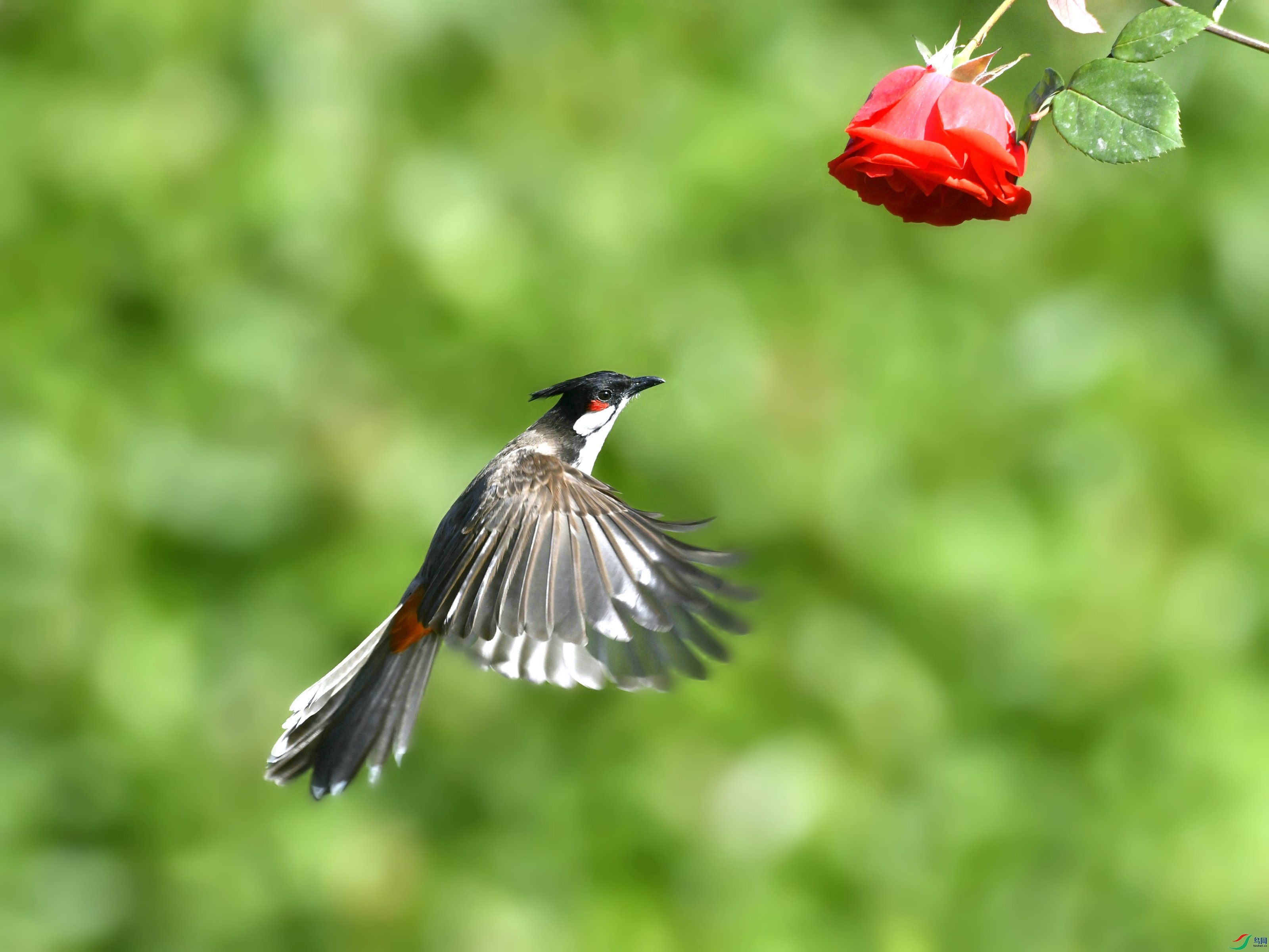 _DSC7675.JPG